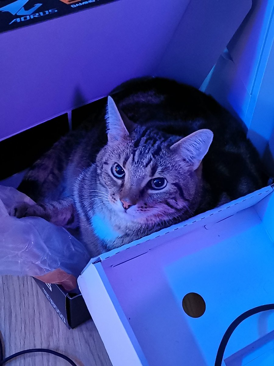 Cat in a Box!