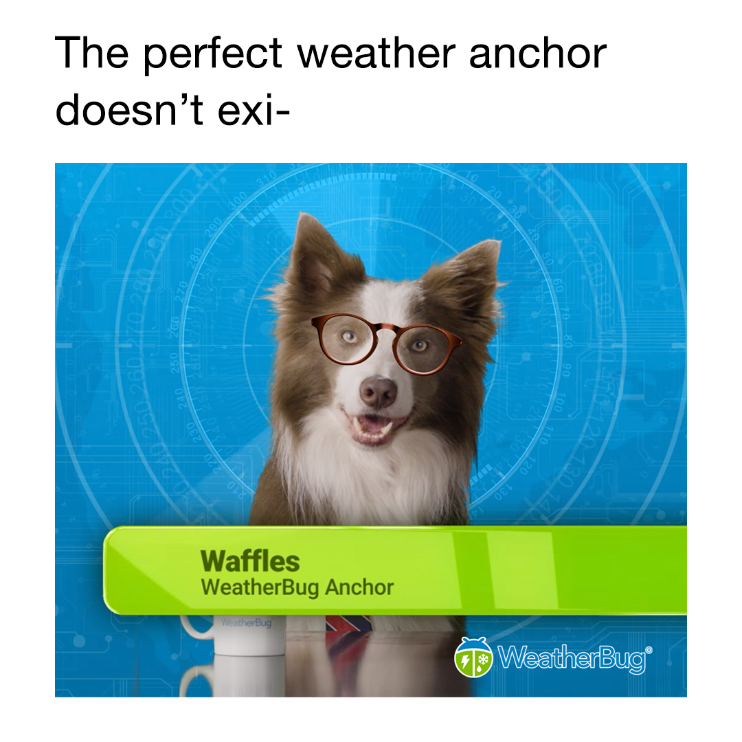WeatherBug's tweet photo. Can we get a round of a-paws for Waffles? 🐾
#WeatherPUG #weather #forecast https://t.co/9c9n2UezE6