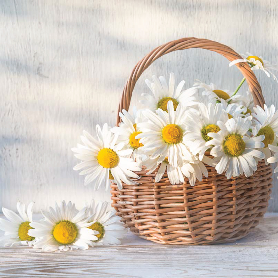 BotanicChoice's tweet photo. April showers bring May flowers, and for those born in April, their birth flowers are the daisy and sweet pea! 🌼💜

Share this with someone special born in April!

Learn more about these beautiful blooms in the comments below.

#aprilbirthflowers #daisy #sweetpea https://t.co/AU9x8zBwNL