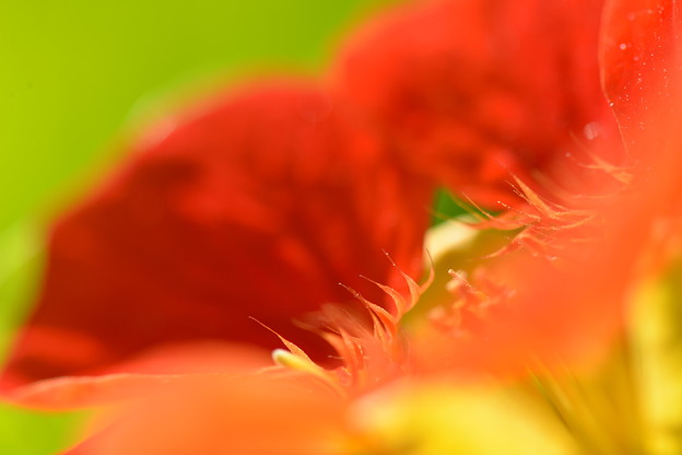 hanakomon's tweet photo. #5月13日の花個紋「丸に金蓮花-まるにきんれんか-」
【個意ことば】有能
才能に溢れ、仕事も家庭も充実させられる人。
◎今日の花個紋はこちら
https://t.co/xueOgzA6bt
◎誕生日
#滝沢カレン
#太田光

#hanakomon
#花個紋 https://t.co/fBxi4SGI3S