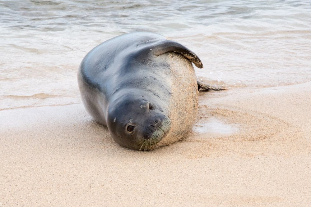 AnimalAddictsP's tweet photo. Check out our Favorite Mammals Native to the Pacific, the Marine Otter and Striped Dolphin, and our Animal of the Week, the Hawaiian Monk Seal on Episode 122! #TheAnimalAddictsPodcast #MarineOtter #StripedDolphin #AnimalOfTheWeek #HawaiianMonkSeal https://t.co/Gs3Marq9HG