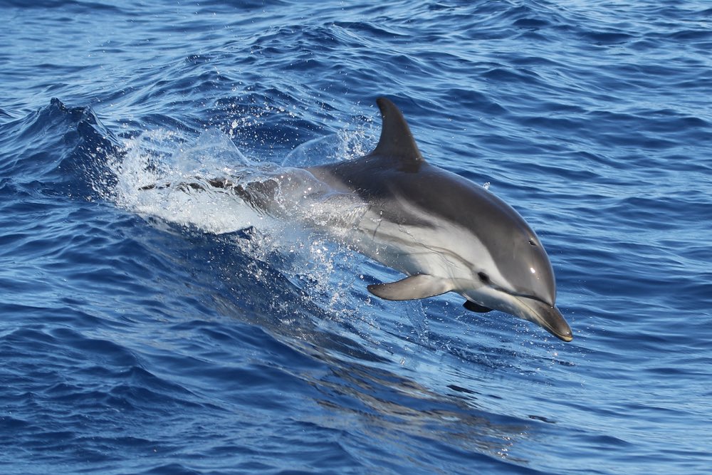 AnimalAddictsP's tweet photo. Check out our Favorite Mammals Native to the Pacific, the Marine Otter and Striped Dolphin, and our Animal of the Week, the Hawaiian Monk Seal on Episode 122! #TheAnimalAddictsPodcast #MarineOtter #StripedDolphin #AnimalOfTheWeek #HawaiianMonkSeal https://t.co/Gs3Marq9HG