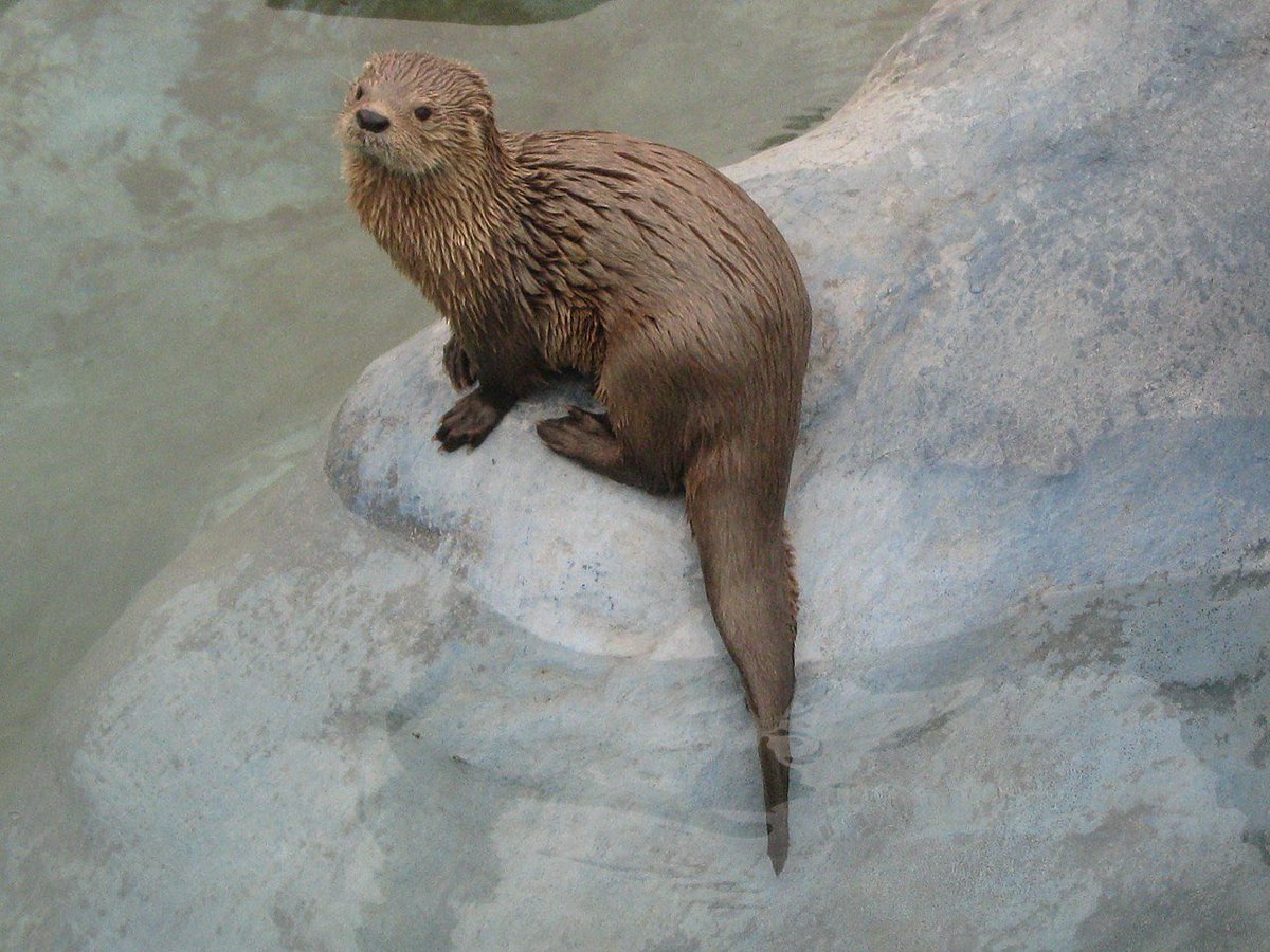 AnimalAddictsP's tweet photo. Check out our Favorite Mammals Native to the Pacific, the Marine Otter and Striped Dolphin, and our Animal of the Week, the Hawaiian Monk Seal on Episode 122! #TheAnimalAddictsPodcast #MarineOtter #StripedDolphin #AnimalOfTheWeek #HawaiianMonkSeal https://t.co/Gs3Marq9HG