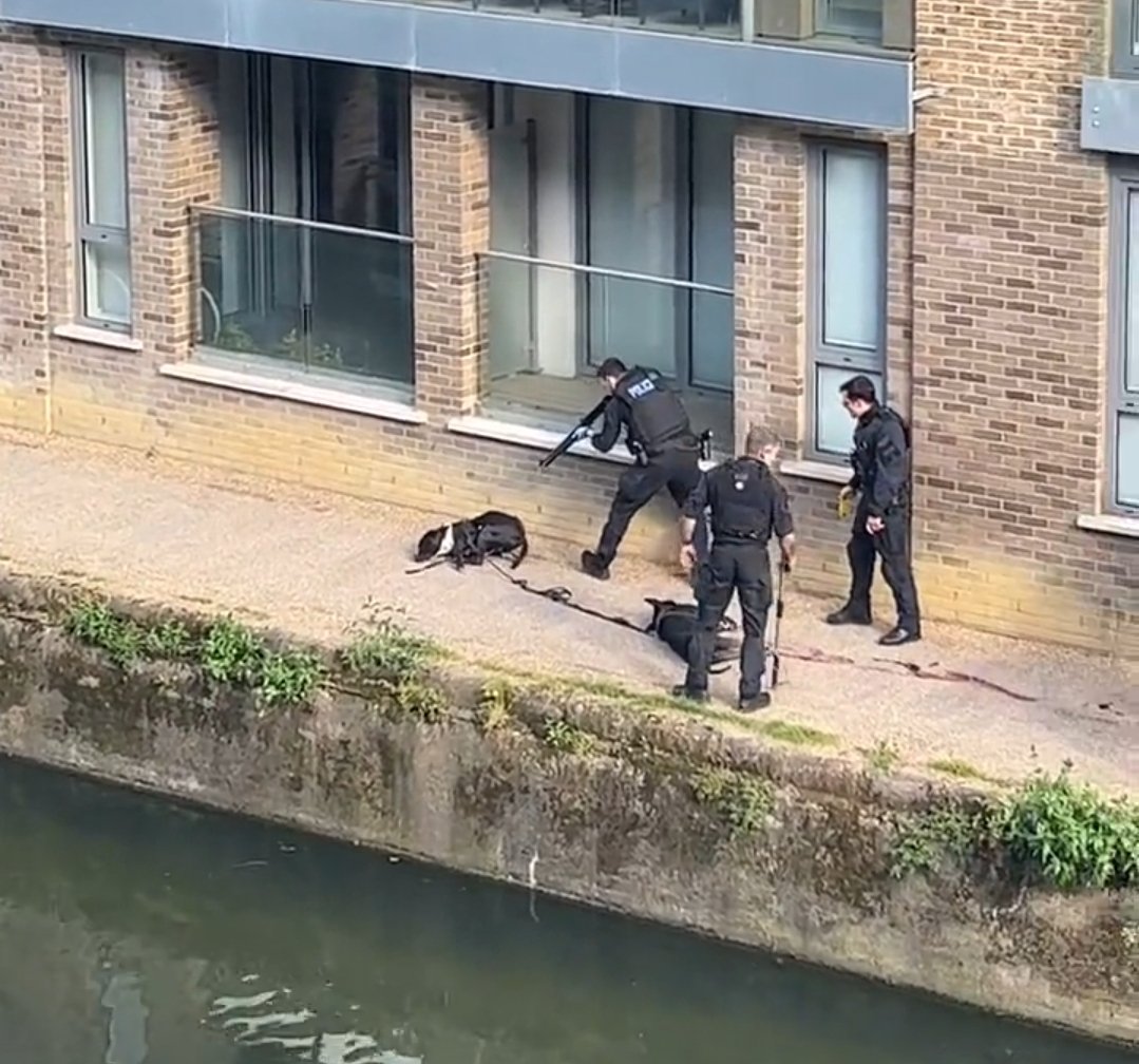 Amber010103's tweet photo. How is this ok @metpoliceuk ??
You shot two dogs at close range, two dogs who are known to be gentle giants and cuddle people on the tube.
You are evil. Fire these employees. 

#marshallandmillions💛 https://t.co/GJufJf7yXa