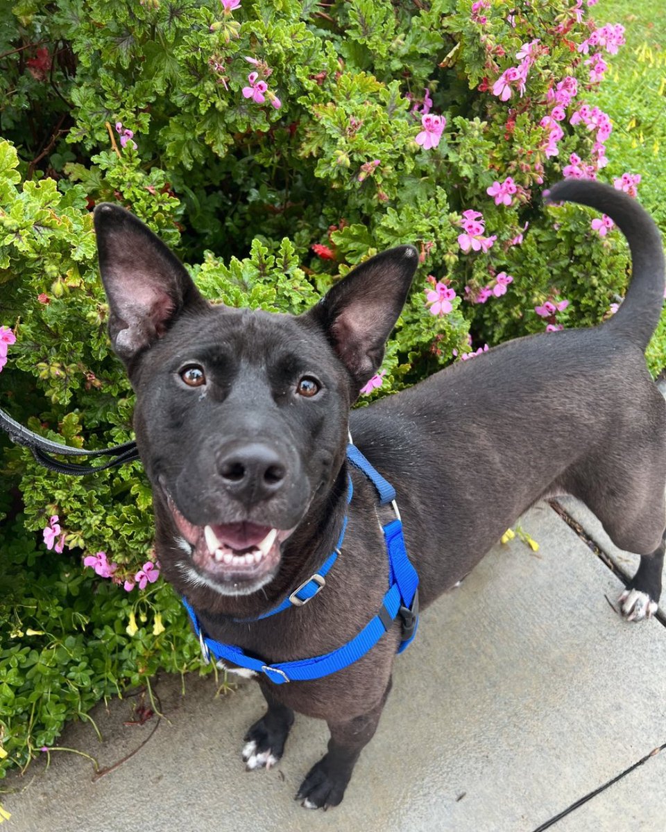 Lilybelle is a charming, outgoing pup! She's a smart gal who can sit, down, and paw. She loves to fetch and go for hikes, and is ready to join your active lifestyle. Lilybelle is well-socialized with dogs and humans, including kids! Visit Lilybelle @ our Redwood City shelter!