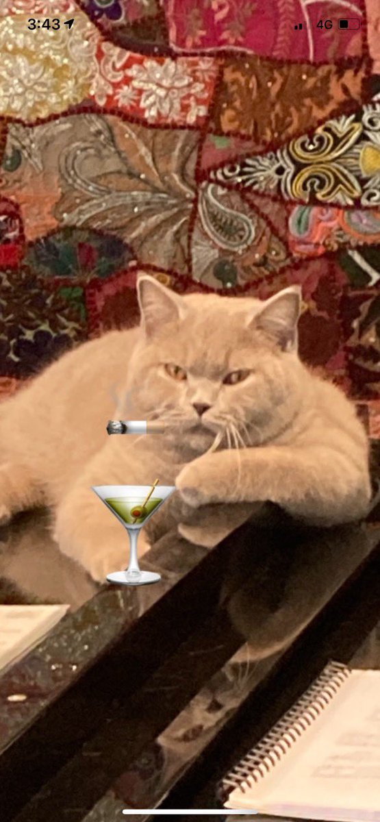 annemareemcd's tweet photo. @SBSNews I'm sorry... but the most beloved, gorgeous cat in Australia lives with me. https://t.co/pg4sh879GQ