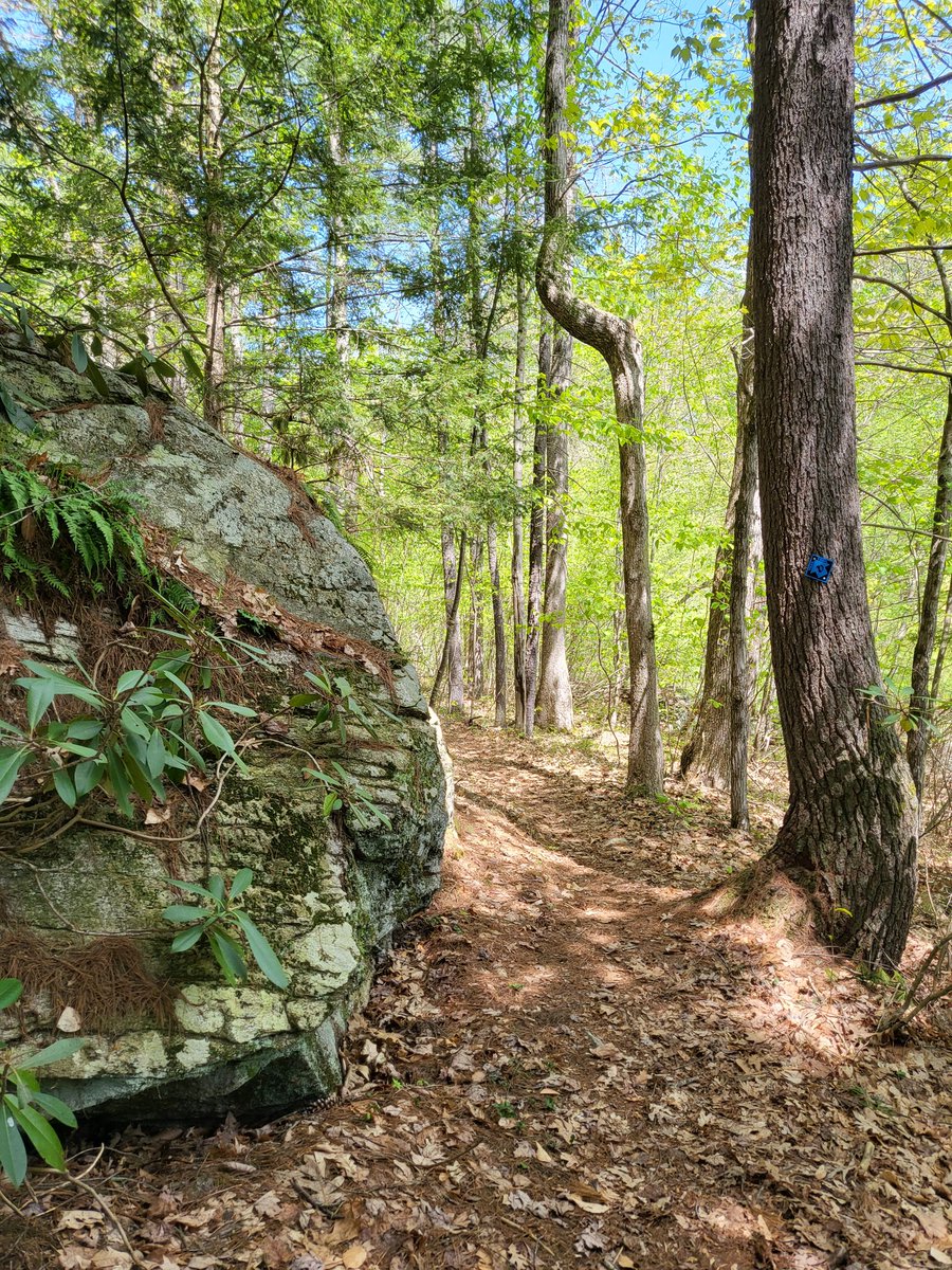 WildernessWebb's tweet photo. Manchester Cedar Swamp in New Hampshire is a hidden gem. #OutdoorAdventures #Hiking https://t.co/ToRwNOBSlv