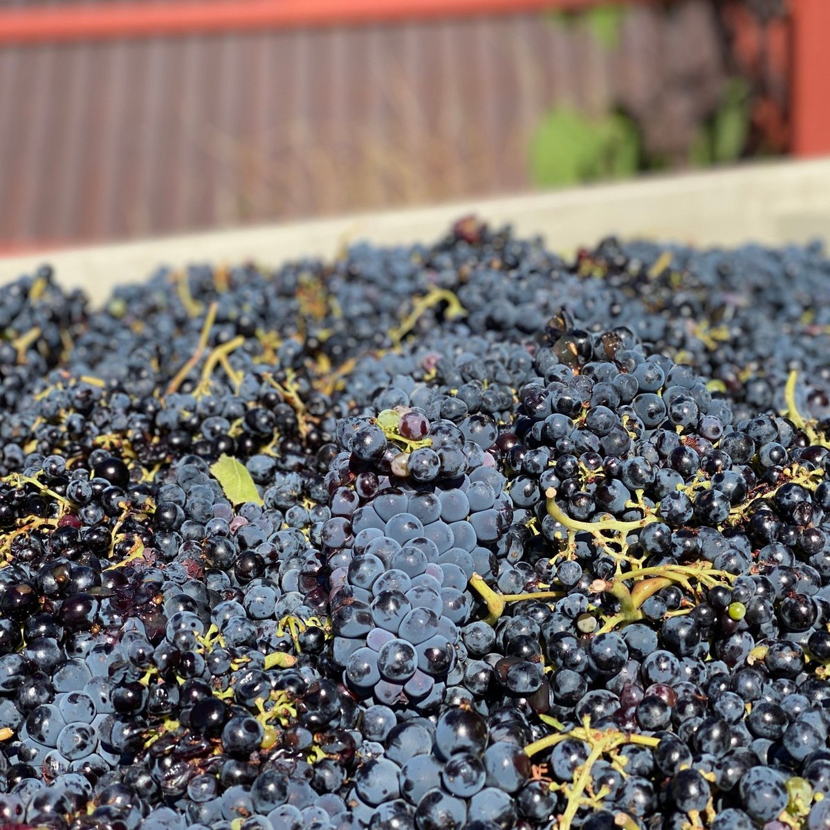 RidgeVineyards's tweet photo. Carignane is Calling 🍇

#Carignane is a unique grape that is characterized in wine by its bold flavors and full-bodied nature. 

It's a popular #grape variety for field blends because of its high yields &amp; ability to thrive in hot, dry climates.
#winetasting #vineyard #fieldblend https://t.co/2bxMV8U6is