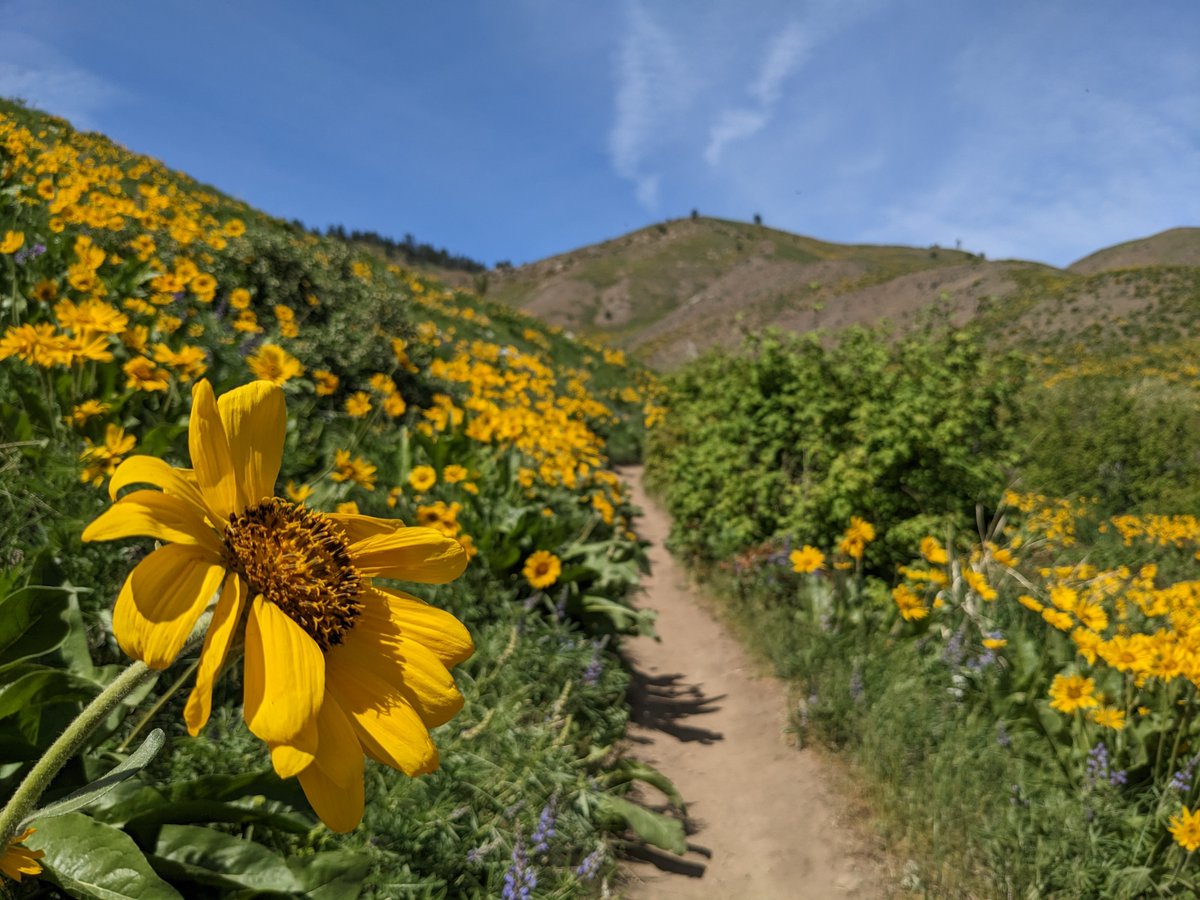 Locksley Kolakowski tweet media