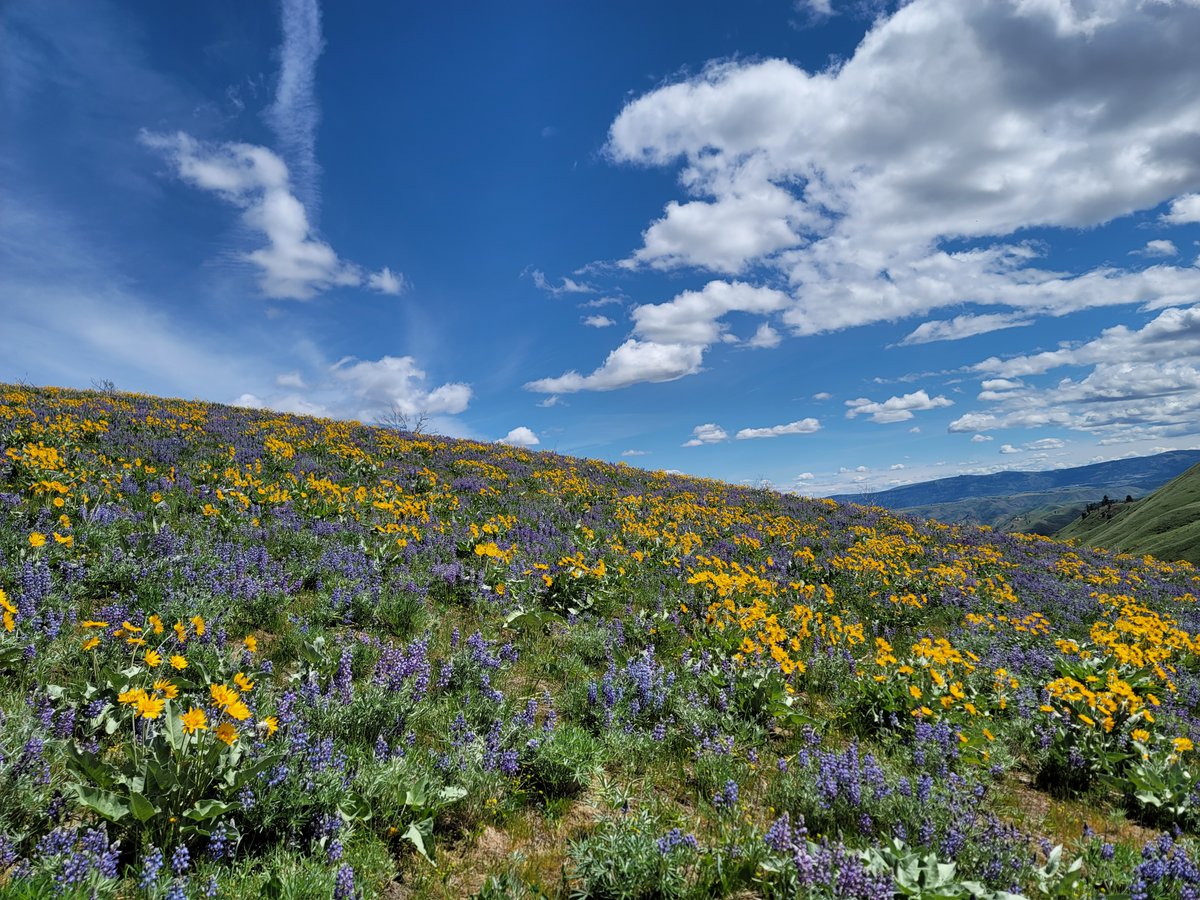 Locksley Kolakowski tweet media