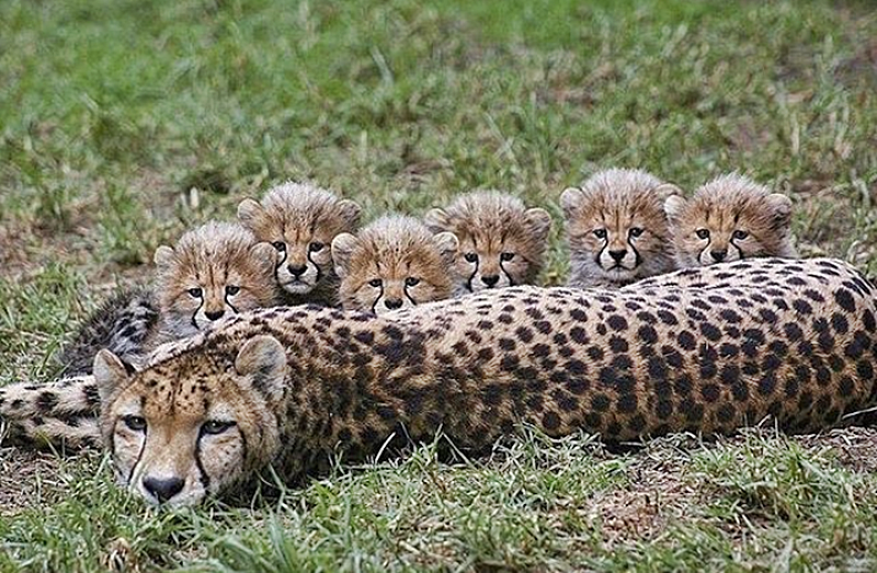 Havilah_V's tweet photo. #FurryFriday ;
#MothersDay #HappyMothersDay #Mother #Mom #Mum #Mommy #Mummy #Mama #ThanksMom #ILoveMyMom #MotherLove #NumberOneMom #Family #Animal #Animals #Cheetah #Cubs #CheetahCub - Photo by kingjll7 https://t.co/SthL2fepjh