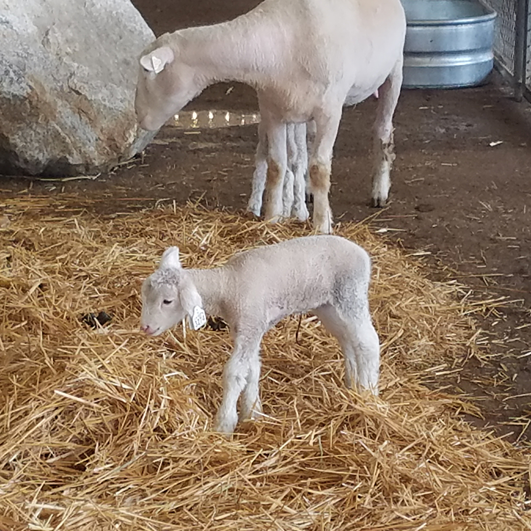 Huntley College of Agriculture (@cppagri) on Twitter photo We're into the 2nd weekend of <a href="/lacountyfair/">LA County Fair</a> !
Don't forget to drop by the Big Red Barn and say "hi" to our animals and our student workers!
<a href="/CPPAgri/">Huntley College of Agriculture</a> students prepared today by hosting schoolchildren on field trips to the fair. We're into the 2nd weekend of <a href="/lacountyfair/">LA County Fair</a> !
Don't forget to drop by the Big Red Barn and say "hi" to our animals and our student workers!
<a href="/CPPAgri/">Huntley College of Agriculture</a> students prepared today by hosting schoolchildren on field trips to the fair.