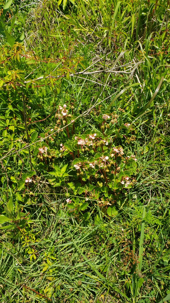 Florida Begonias that have been in Crescent city for more than 20 years