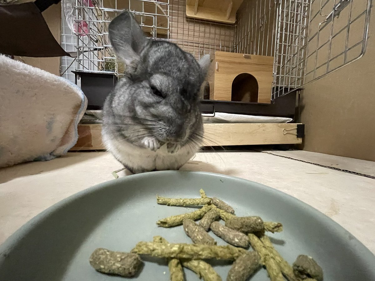 10ai29's tweet photo. ブサイク〜w
#チンチラ  #齧歯類 #エキゾ #小動物 https://t.co/q3rSowsM37