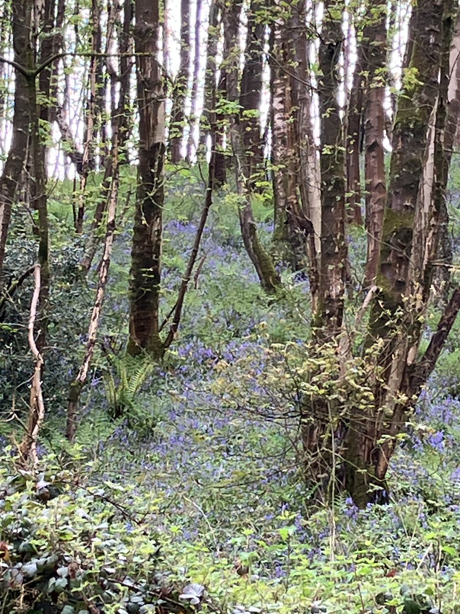 MillbrookCaravanPark tweet media