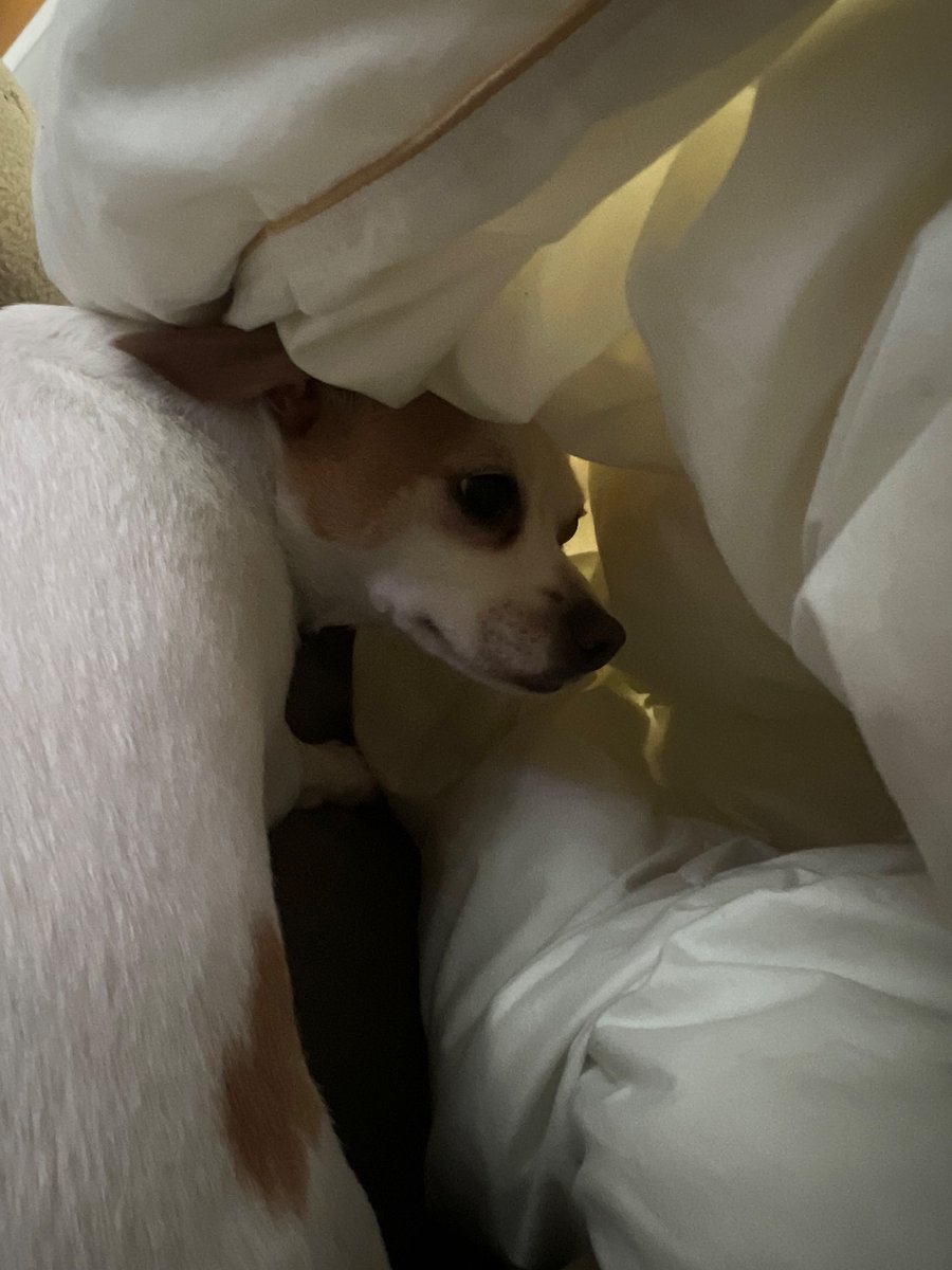 willis536's tweet photo. If you see this tweet, QT with the most recent photo you took of your pet. No cheating. https://t.co/Lsns44r3ZW