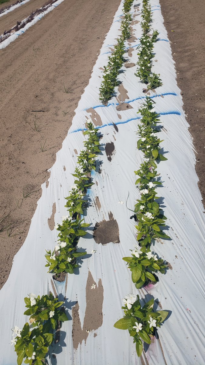 After being battered by the first heavy Florida thunderstorm.