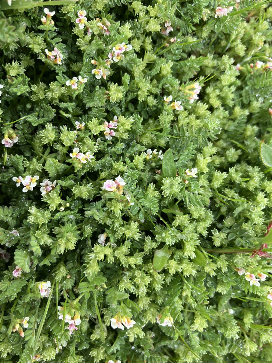 Surrey Botanical Society tweet media