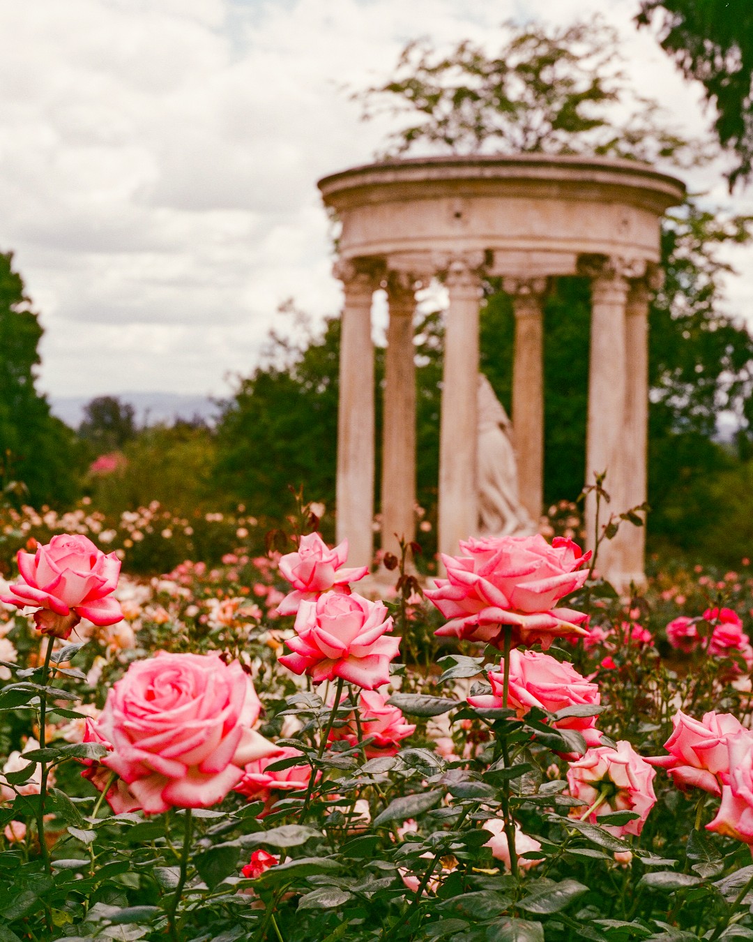 Rose Garden  The Huntington