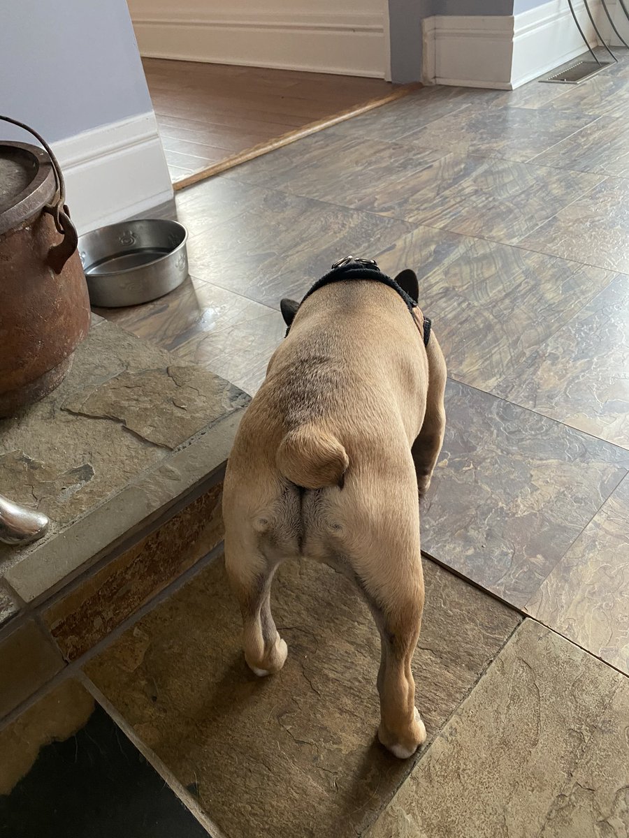 GidgetsThinks's tweet photo. I went to “vet” today and got poke-ies in my butt! #dogsoftwitter #frenchbulldog #Frenchie https://t.co/MqsOYfyqOg