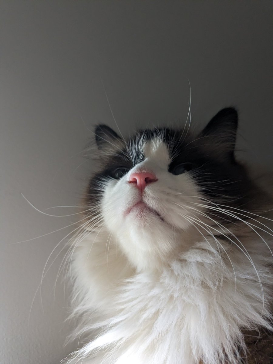ShowYourCat's tweet photo. @MetaD_'s cat 🗿 https://t.co/rRzVf82xFh
