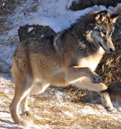 HourlyWolves presents: