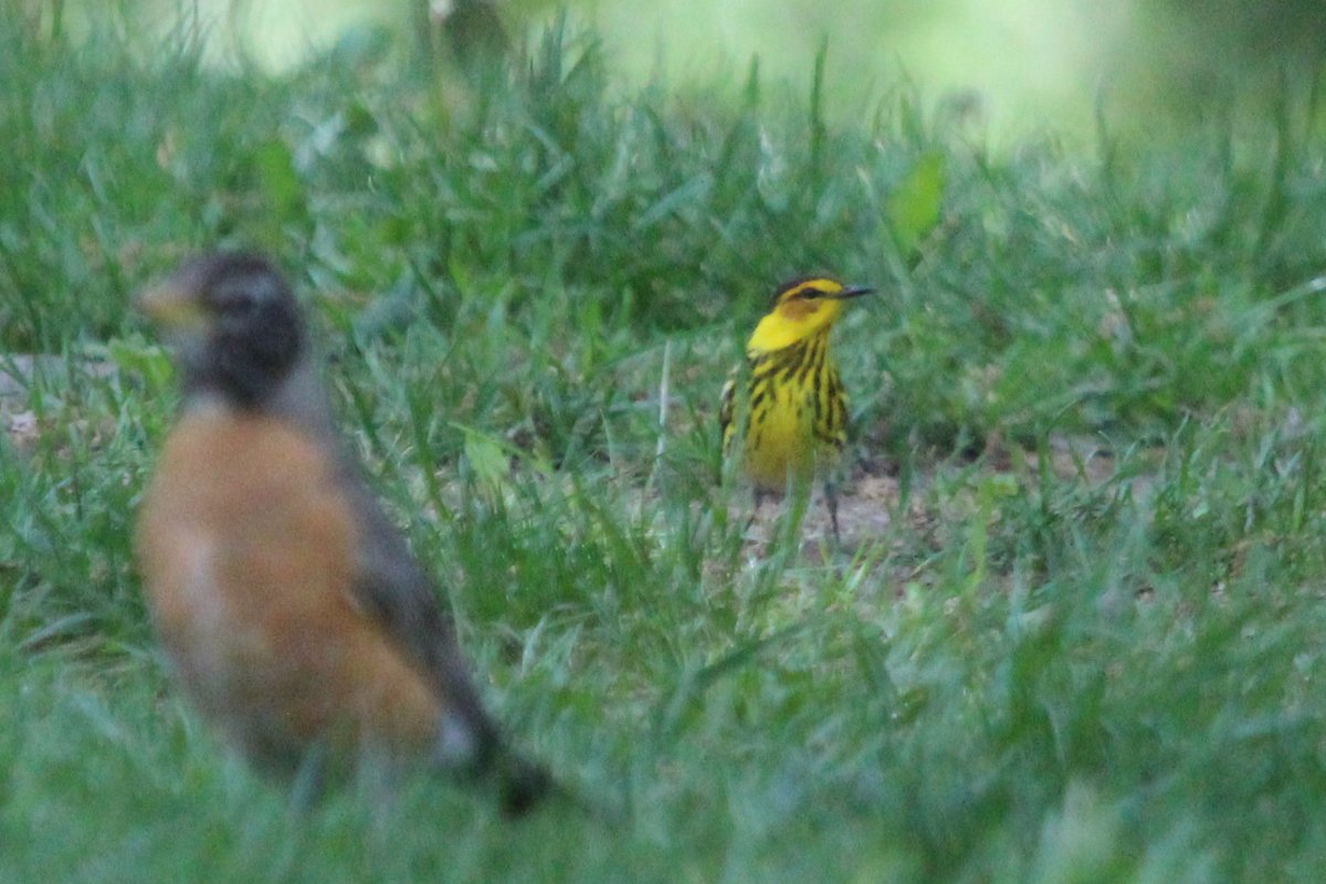 ryryry4's tweet photo. A terrestrial Cape May Warbler in Central Park https://t.co/nHzIAGyHx6