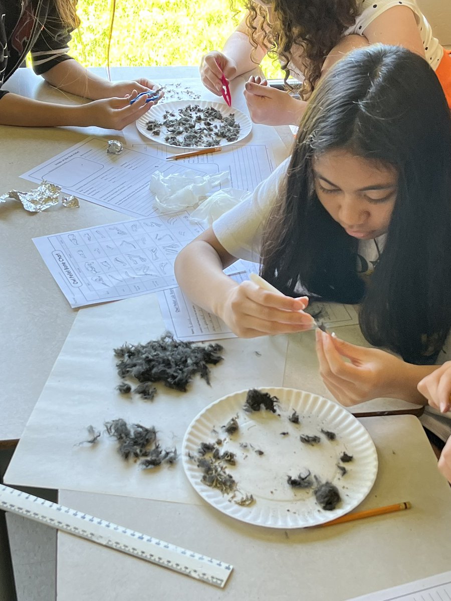mrboddysclass's tweet photo. After learning about owls and how important they are to food webs all over the world, we dissected owl pellets! What a fun way to learn about what owls eat. The students and teachers were so impressed at how pristine the bones looked! @AssisiOCSB #ocsb @FRAecopatrol https://t.co/LRzUEMp9HQ