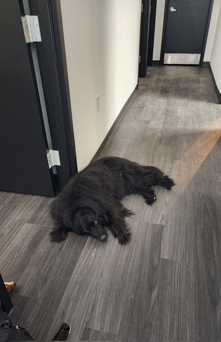 We're fully moved and in 2 days have absolutely decimated the enormous mountain of bins and boxes, sorted<a href="/tag/realloyalfans"class="tags"><span>#realloyalfans</span></a>