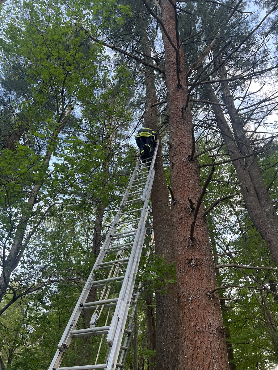 SHERBORNFD's tweet photo. Yes - we do rescue cats from trees!

Sherborn FFs rescued Cinnamon from a tree over 100 yards into the woods. FFs used a 35’ ground ladder to bring her back down to earth. https://t.co/T2aO2xZqQJ