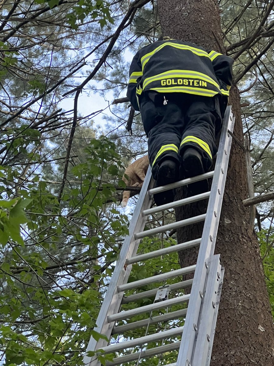 SHERBORNFD's tweet photo. Yes - we do rescue cats from trees!

Sherborn FFs rescued Cinnamon from a tree over 100 yards into the woods. FFs used a 35’ ground ladder to bring her back down to earth. https://t.co/T2aO2xZqQJ