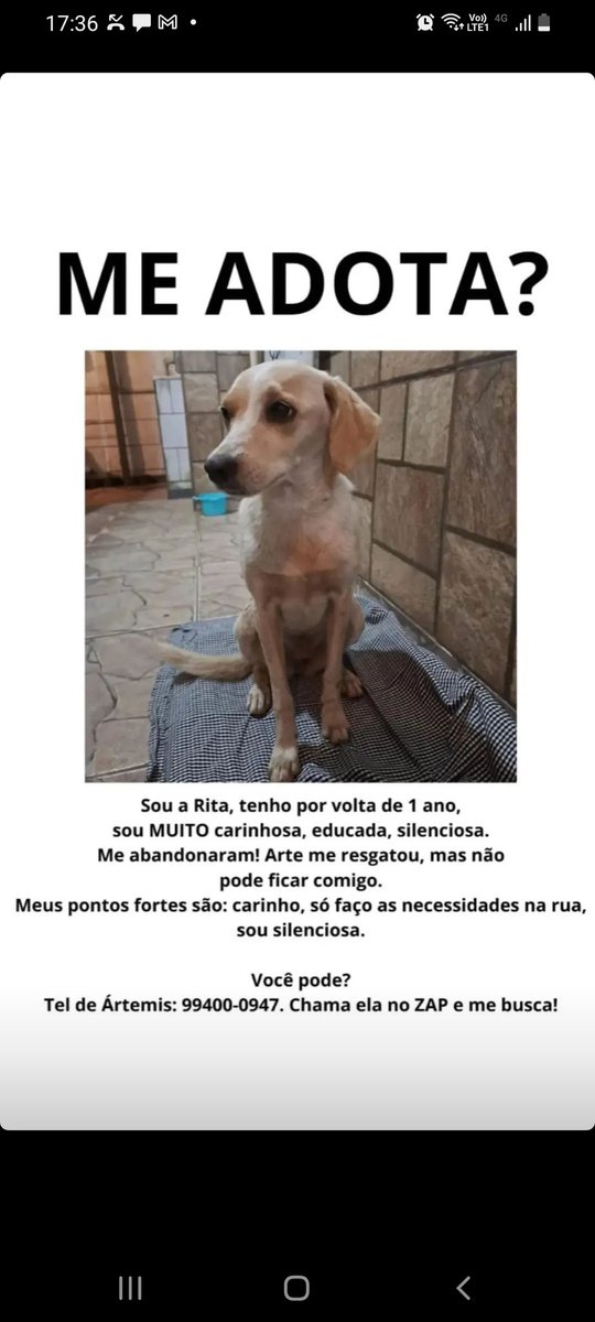 gente ajuda nois ai por favor eu ja sou responsável por 4 gatos &amp; minha esposa arrumou + essa pituquinha aqui