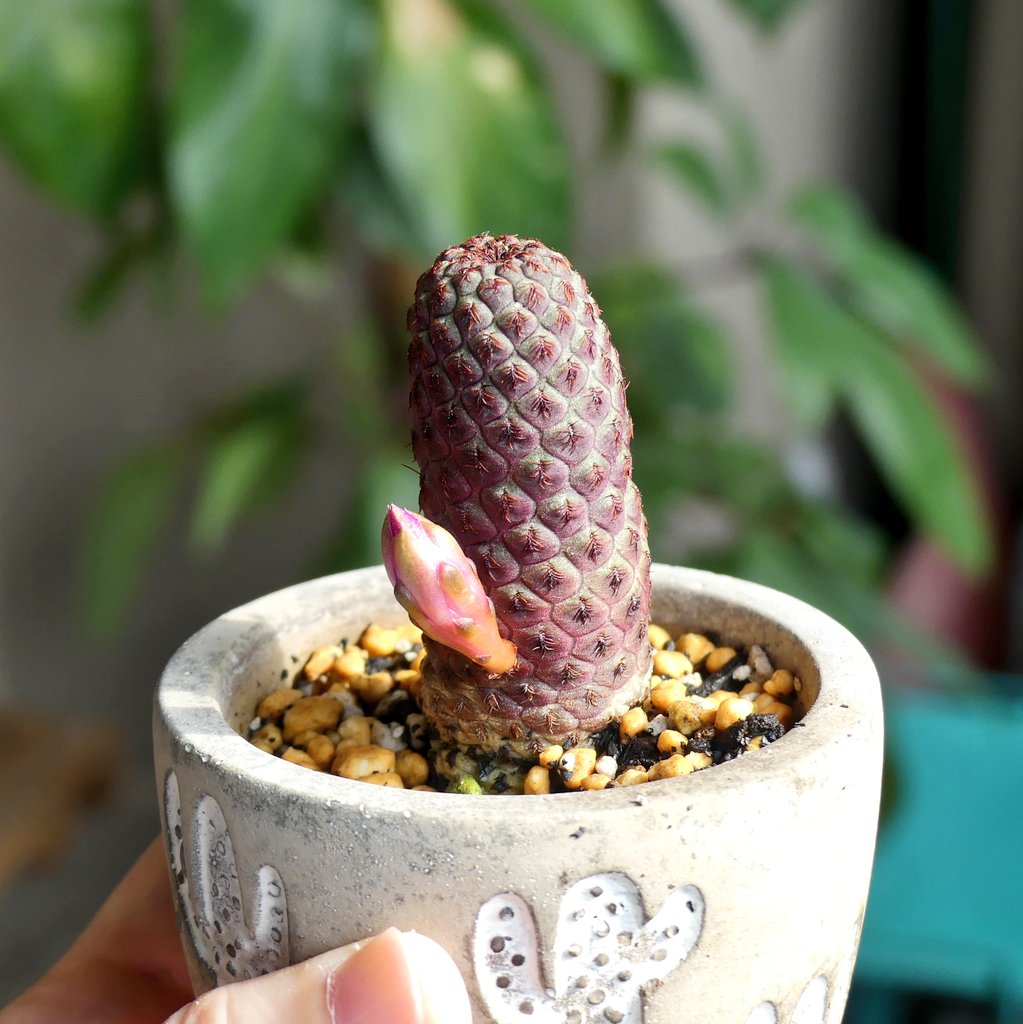 myroomtinyroom's tweet photo. 紫ラウシーのツボミ。
どんな花を見せてくれるかな😊

#多肉植物 #サボテン #ベランダガーデニング #紫ラウシー #ラウシー https://t.co/BUGyOoiJGy