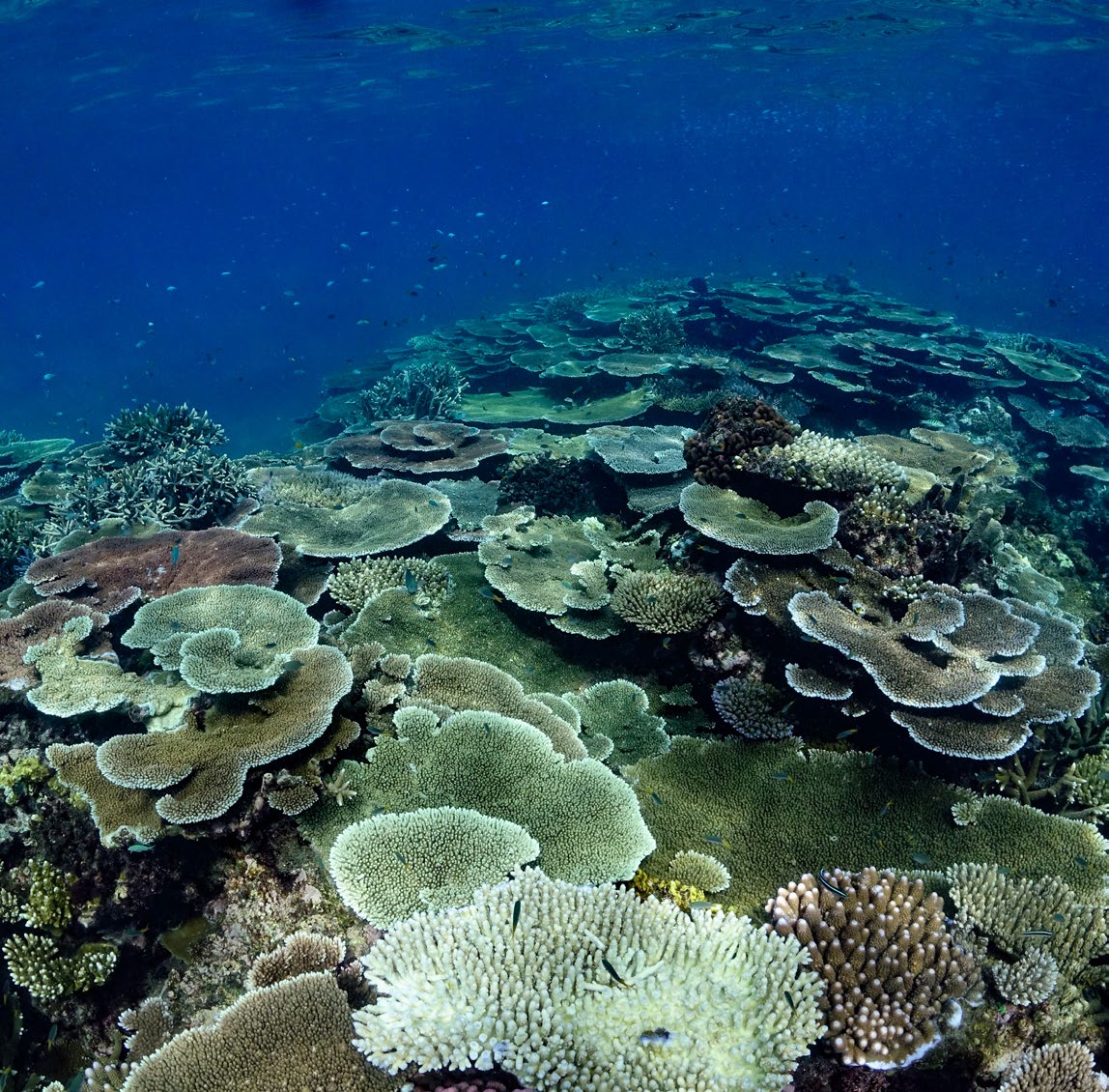 Great Barrier Reef Marine Park Authority (@gbrmarinepark) on Twitter photo Corals find summer challenging as they are sensitive to heat, cyclones and floods. The Reef snapshot highlights how the #GreatBarrierReef fared over the summer. <a href="/gbrmarinepark/">Great Barrier Reef Marine Park Authority</a>, <a href="/aims_gov_au/">Australian Institute of Marine Science</a> <a href="/CSIRO/">CSIRO</a> work closely together to help understand coral health: bit.ly/3VSWnxC Corals find summer challenging as they are sensitive to heat, cyclones and floods. The Reef snapshot highlights how the #GreatBarrierReef fared over the summer. <a href="/gbrmarinepark/">Great Barrier Reef Marine Park Authority</a>, <a href="/aims_gov_au/">Australian Institute of Marine Science</a> <a href="/CSIRO/">CSIRO</a> work closely together to help understand coral health: bit.ly/3VSWnxC