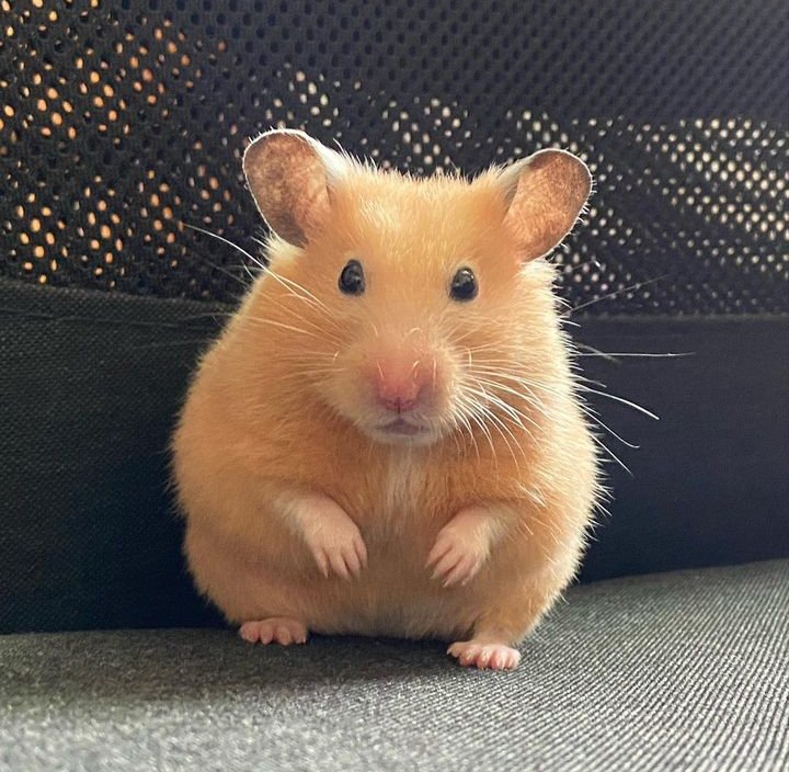 Hamster Union (@Hamster_Union) / Posts / X