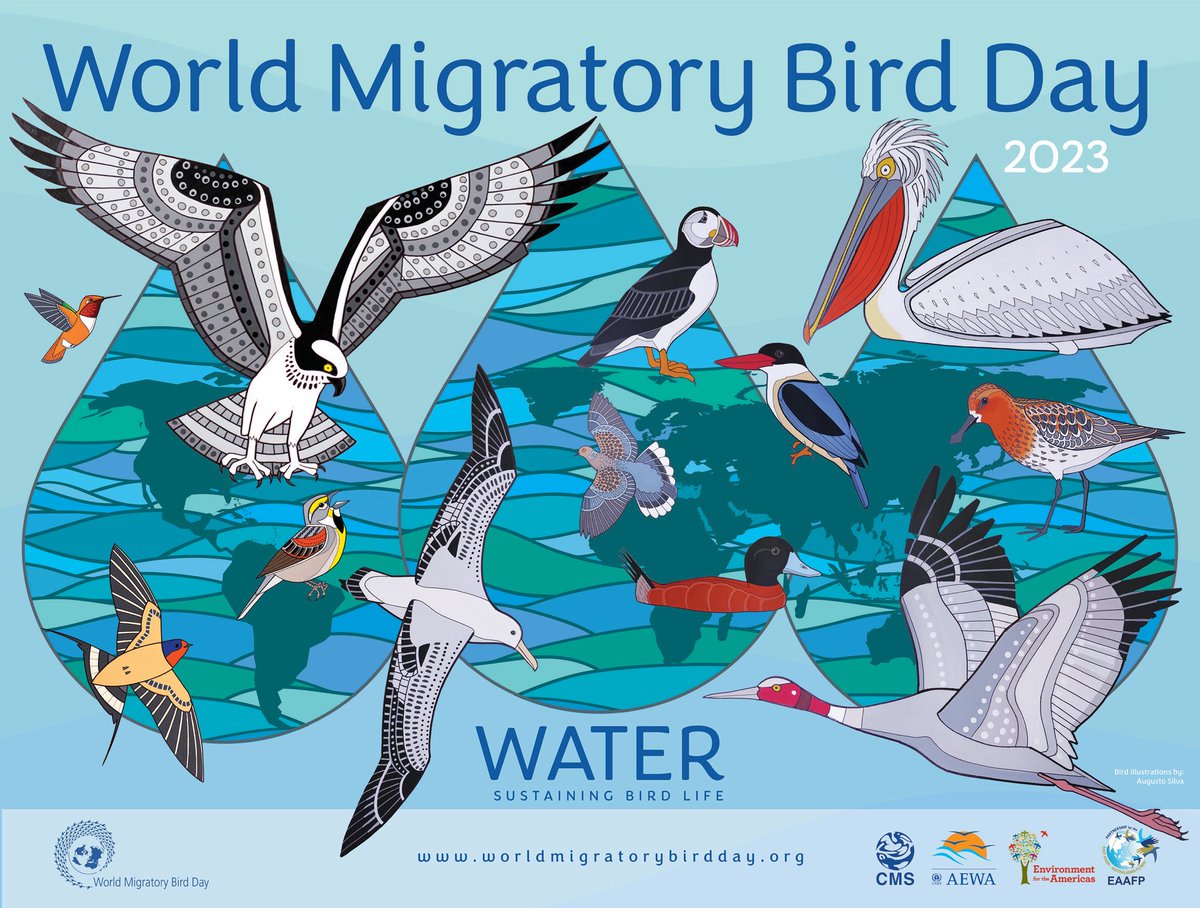 Today is #WorldMigratoryBirdDay!

“Water and its importance to migratory birds … is the focus of this year’s World Migratory Bird Day, a global campaign that aims to raise awareness of migratory birds and the need for international cooperation to conserve them.”