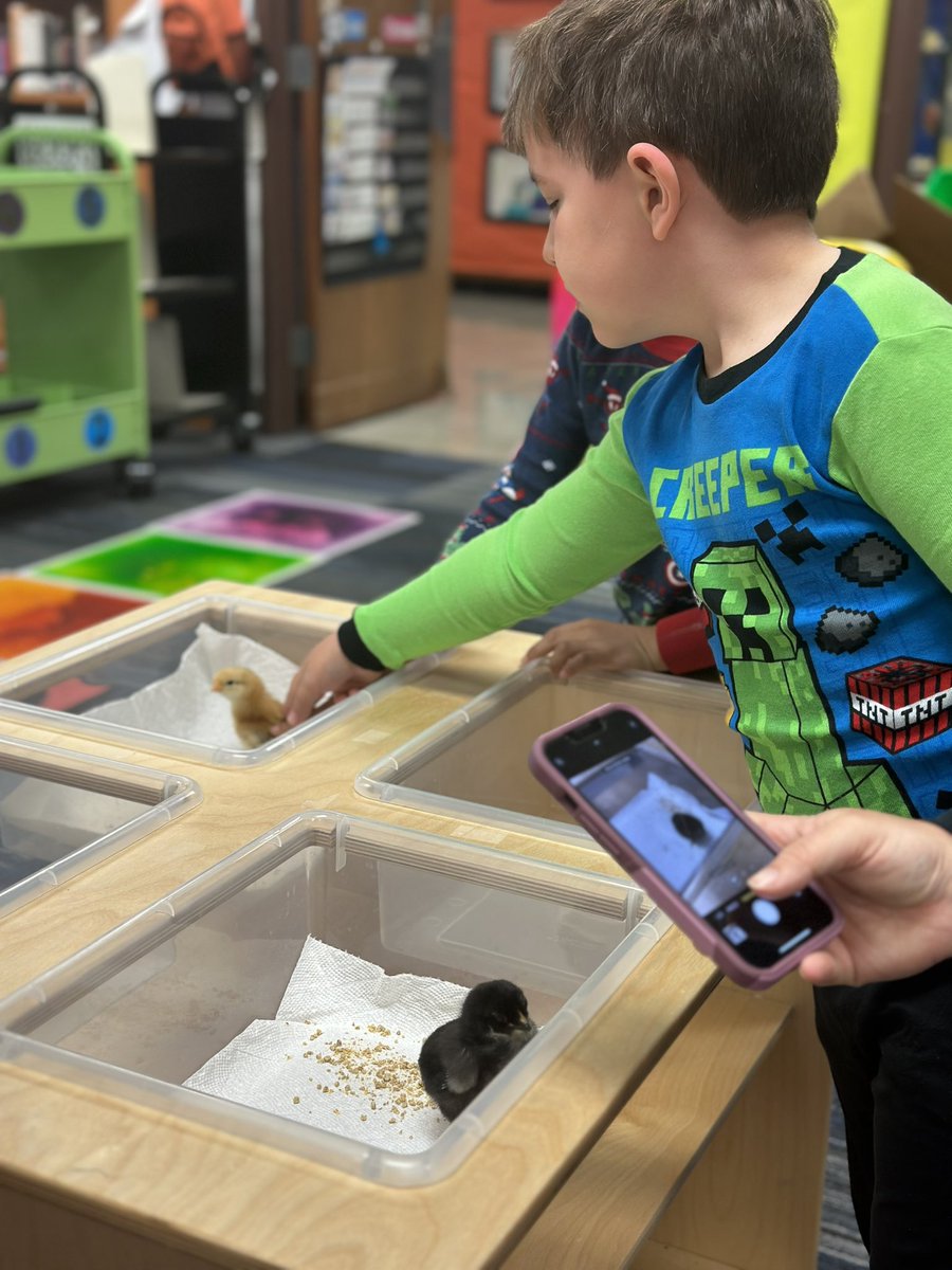 Our students sure do love the baby chicks! #hcsdinnovate