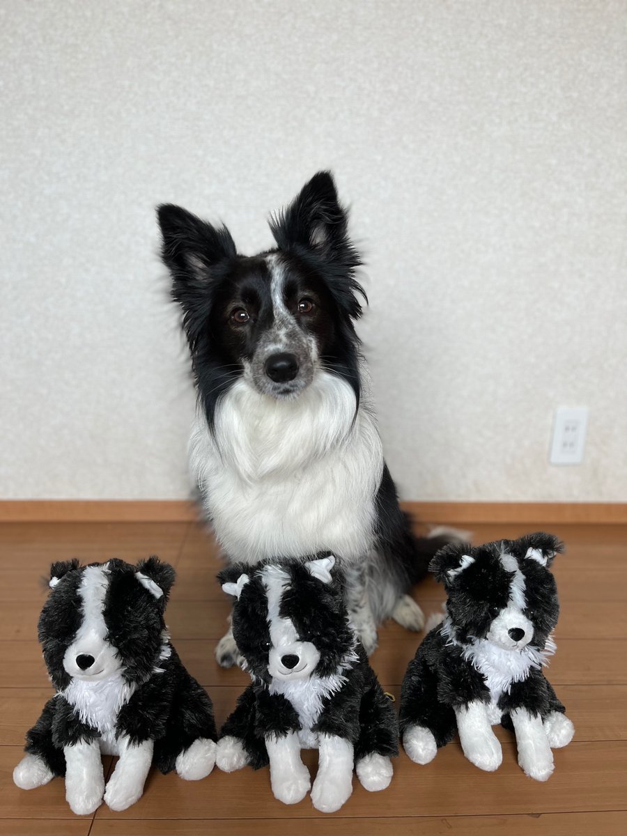 くったり ろんぐ フェレット ウルトラBIG ≪7月の新商品≫くっ くったり ろんぐ フェレット ウルトラBIG ≪7月の新商品≫くっ