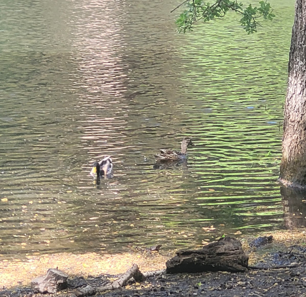 waterskibird's tweet photo. One minute this pair is swimming, the next they are looking for lunch  #IStandWithUkraine #WomensRights #SaveTheEarth #hiking @dayhikingtrails @AlanWatsonFeat1 #nature #outdoors @POSTLandTrust #NatureBeauty #Naturelover #ducks #hiking #TwitterNatureCommunity #WildFlower https://t.co/Jhqmg3lUUN