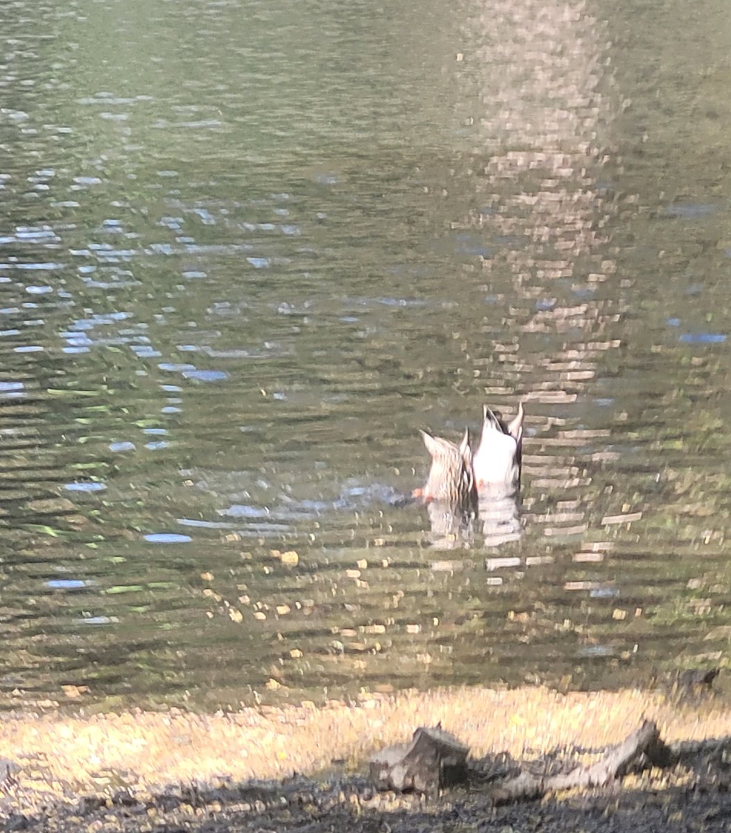 waterskibird's tweet photo. One minute this pair is swimming, the next they are looking for lunch  #IStandWithUkraine #WomensRights #SaveTheEarth #hiking @dayhikingtrails @AlanWatsonFeat1 #nature #outdoors @POSTLandTrust #NatureBeauty #Naturelover #ducks #hiking #TwitterNatureCommunity #WildFlower https://t.co/Jhqmg3lUUN