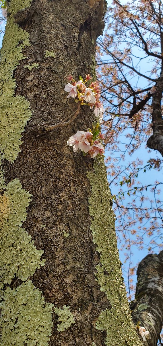 4月を写真4枚で振り返る
開花から満開そして
葉桜まで追いかけた4月でした😊
 #4月を写真4枚で振り返る
 #桜