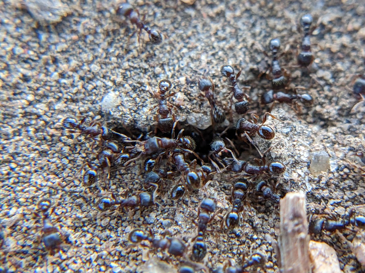 noisefeather's tweet image. insect cw // congregation cw // 

Today saw some busy little ants doing busy little ant things! #InverteFest