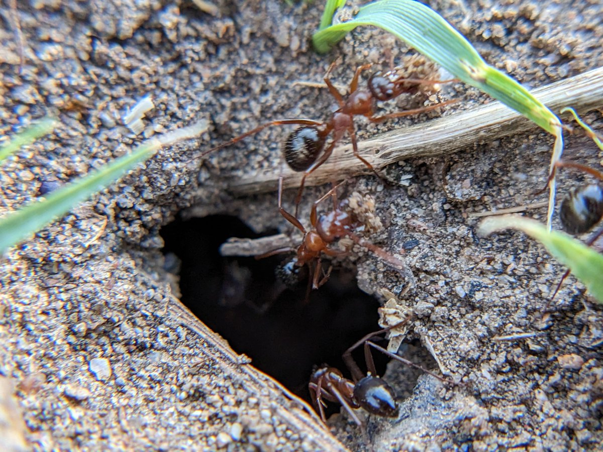 noisefeather's tweet image. insect cw // congregation cw // 

Today saw some busy little ants doing busy little ant things! #InverteFest