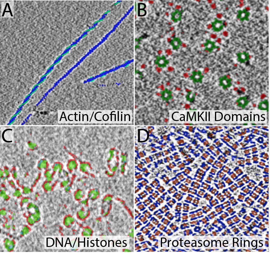 SwuliusLab's tweet photo. With CTS, it takes only minutes to produce annotated simulations for training models to segment real tomograms of purified macromolecular complexes. https://t.co/xqGh3tt9ew