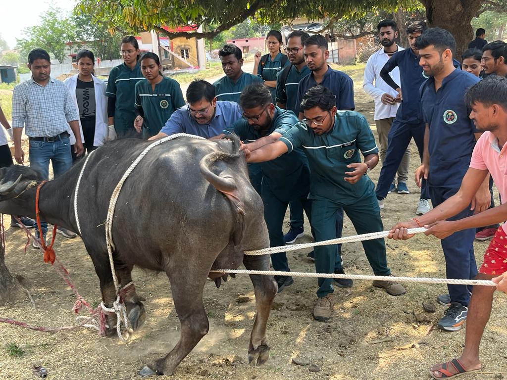 Vetrewa's tweet photo. World veterinary day के उपलक्ष्य में महाविद्यालय द्वारा ग्रामीण क्षेत्र में पशु चिकित्सा शिविर लगाया गया।  जिसमे लगभग 500 से अधिक पशुओ का निःशुल्क उपचार किया गया। https://t.co/dN0AaVlvtc