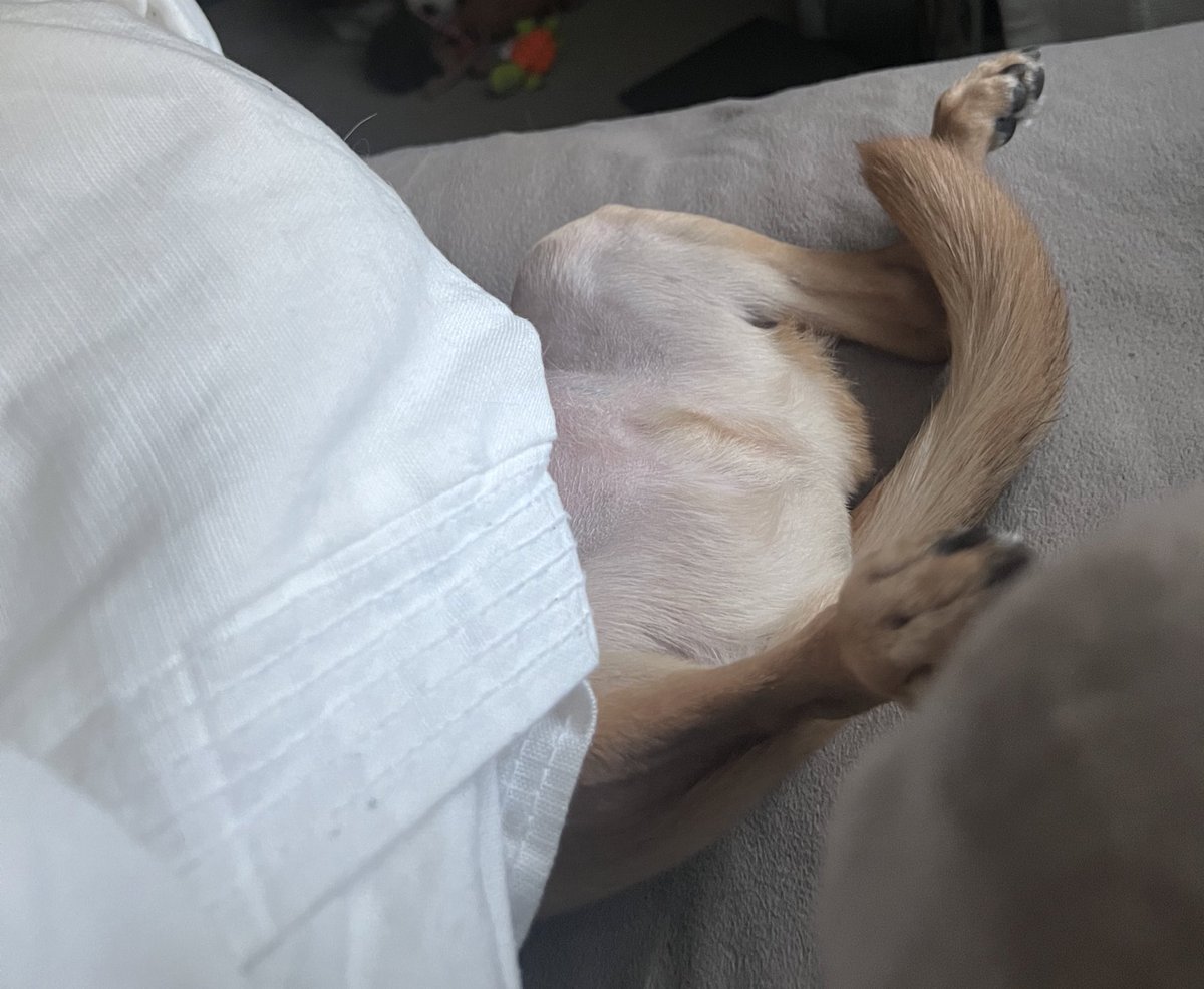 thehappygoon's tweet photo. Woke up and Ollie was in this sleeping position https://t.co/MHyxrIzJ5q