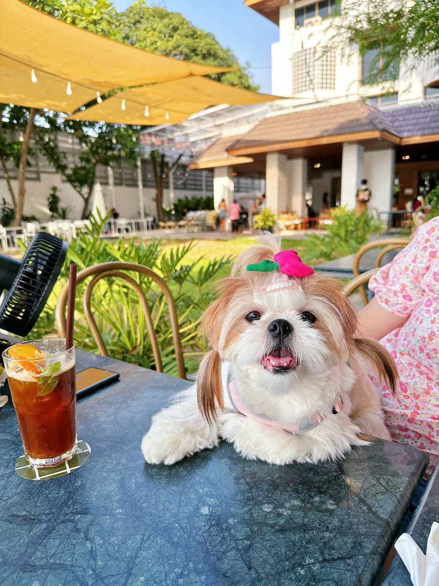 GM May day! 🐶☕☀️