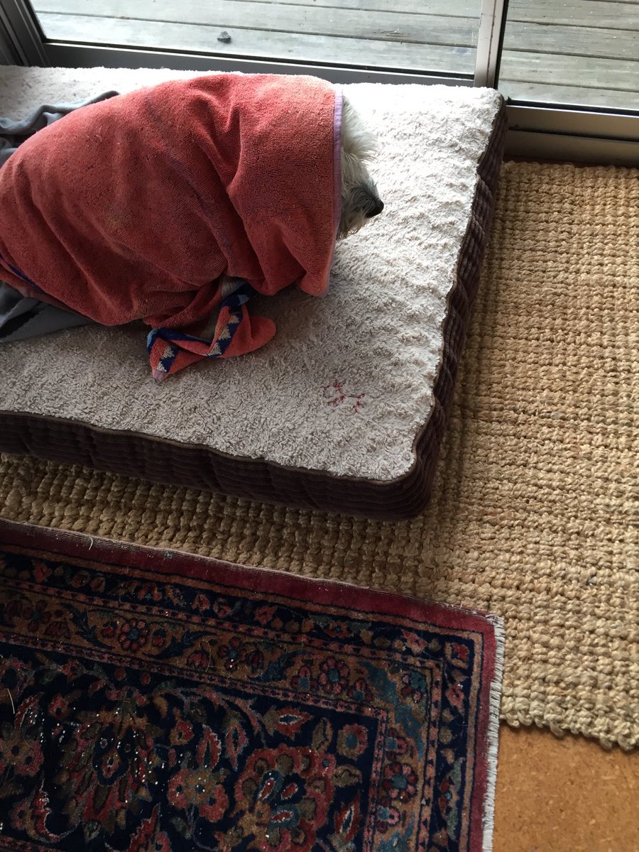 Anne Beston tweet media