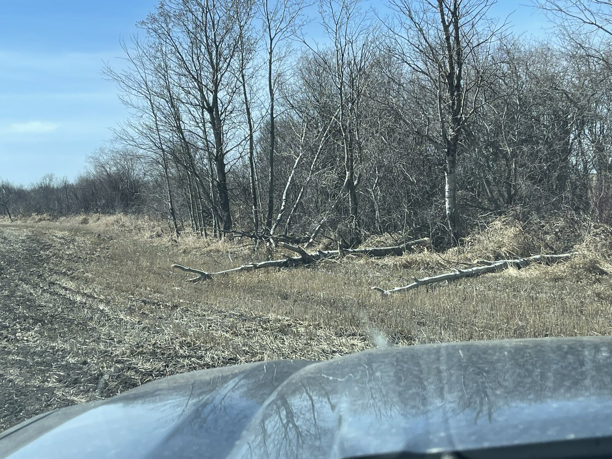 RyanMartin61's tweet photo. If only the beavers would fall the timber into the bush not on my headlands https://t.co/rPUJUcO6AE