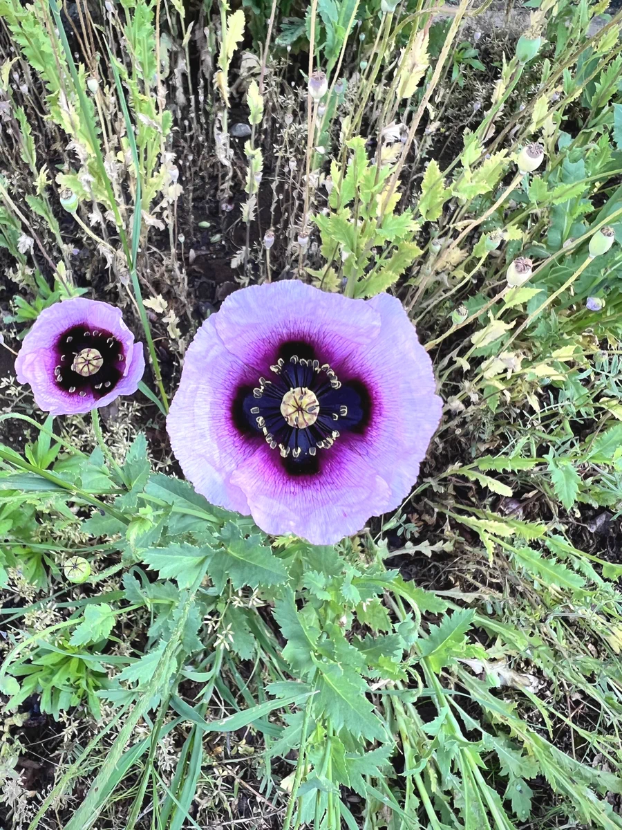 キレイな花かと思ったら違法植物！？ 見かけたら通報を